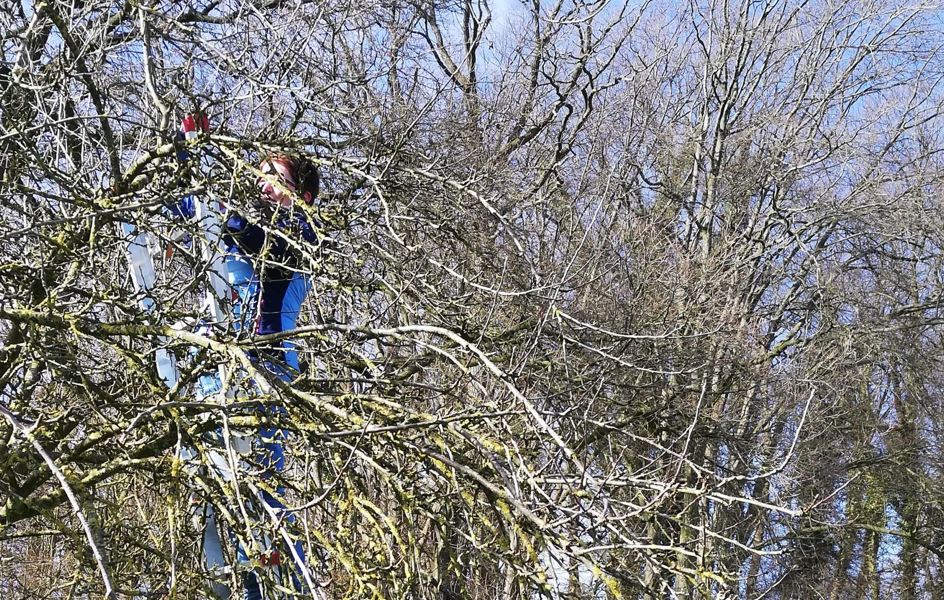 Obstbäume